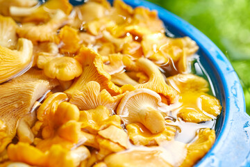  Yellow chanterelles mushrooms in the bucket