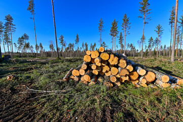 cutting area with stacked timber in Sweden