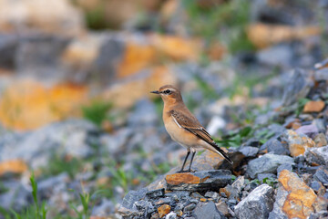 little bird watching around on the stone, Northern Wheatear, Oenanthe oenanthe