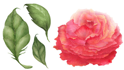 Asian Rose watercolor