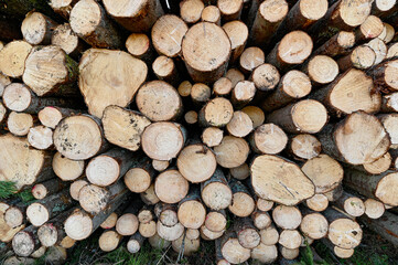 cutting area with stacked timber in Sweden
