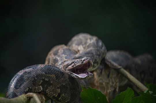 Indian python (Python molurus) coils itself in the branches of a tree in forest in India. It is one of the six largest python species native to tropical and subtropical regions of the India.
