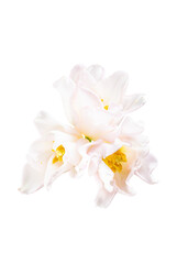 Fototapeta na wymiar White tulip flower. Easter or Woman's day greeting card. Isolated on white background. Full Depth of field. Focus stacking. PNG