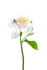 White Alstroemeria flower.  Easter or Woman's day greeting card. Isolated on white background. Full Depth of field. Focus stacking.