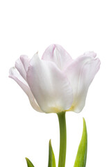 White tulip flower.  Easter or Woman's day greeting card. Isolated on white background. Full Depth of field. Focus stacking. PNG
