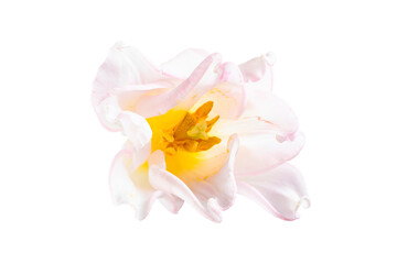 White tulip flower.  Easter or Woman's day greeting card. Isolated on white background. Full Depth of field. Focus stacking. PNG