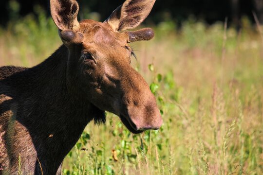 Portrait of elk bull standing in a forest glade and surrounded by tall green and yellow grass illuminated by the sun in summer with blurred background. Fly gadflies around the head of the elk