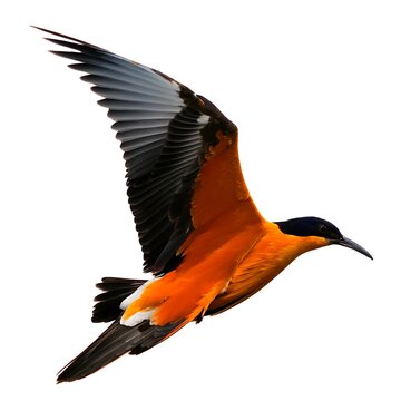 Colorful Orange Bird Flying With Outstretched Wings Isolated On White Background Created With Generative AI And Other Techniques