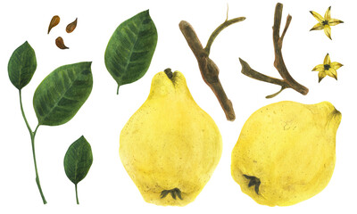 Fresh yellow quince