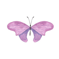 Light Violet butterfly with detailed wings isolated. Watercolor hand drawn realistic insect llustration for design