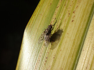 Small female fly (Phaonia sp. or Helina sp.) sitting on a yellow and green leaf and rubbing her...