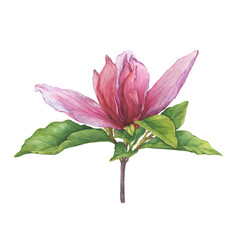Branch of pink bright magnolia liliiflora flower (also called mulan magnolia, woody-orchid). Botanical watercolor hand drawn painting illustration, isolated on white background.