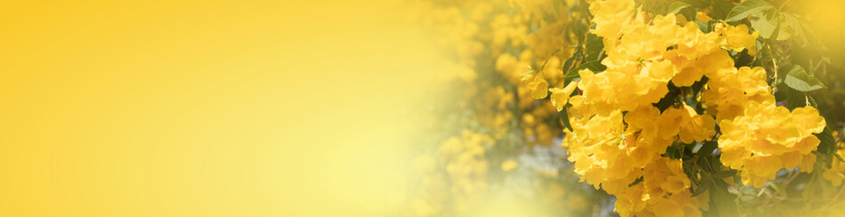 natural beautiful bright yellow flower banner