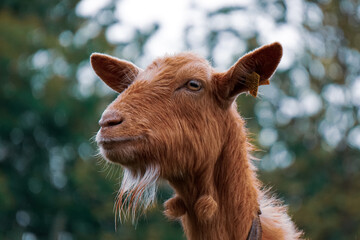 beautiful brown goat portrait in the farm