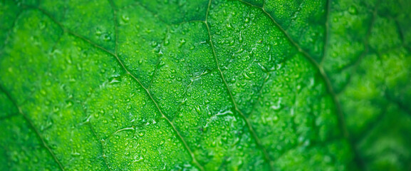 Vivid natural texture of wet green leaf with veins. Minimalist nature background with dew drops on green leaf surface. Beautiful minimal backdrop with droplets on leaf in macro. Nature texture of leaf