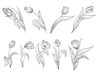 A large set of different original tulip flowers. Contour hand drawing