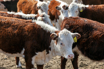 hereford cattle farm