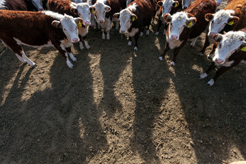 hereford cattle farm