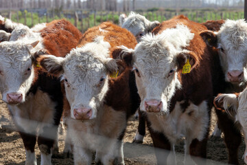 hereford cattle farm