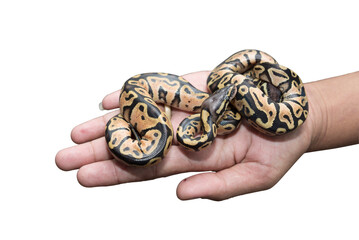 Hand holding two babies python isolated on background