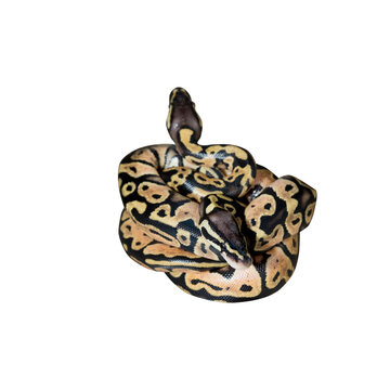 Couple Babies python look like two head python isolated on white