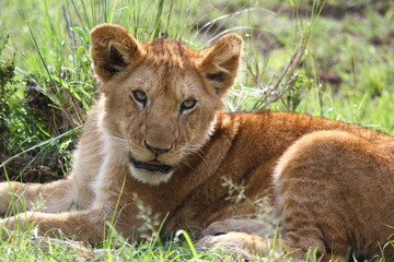 Portrait of a cute lion cub looking into camera