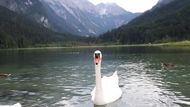 White Swan in Lake Jägersee in Austria. Wild Bird Animal in Water in Kleinarl with Forest and Mountains in the Background.