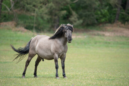 Konik Hengst auf der Wiese