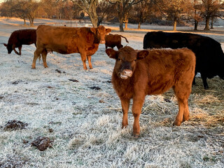 Funny Cows, talking steer, silly face cattle