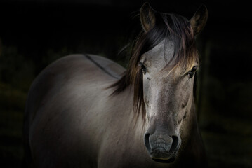 Portrait dark and moody of a wild Konik Horse
