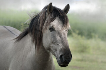 Portrait eines Konik Hengstes in einem Nationalpark, mit pastell Hintergrund © Nicole
