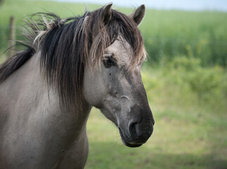 Close-up / Nahaufnahme eines wilden Konik Hengstes, aufgenommen in einem Nationalpark auf Usedom © Nicole