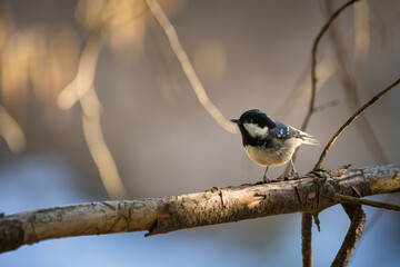 coat tit perched on a branch in forest