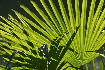 Palm tree leaves. Background material of the natural formative art.