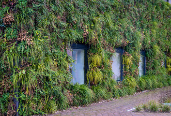 Green living wall of modern building, example of urban greening and vertical gardening