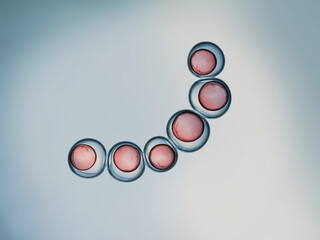Cells division process, Cell divides into two cells	