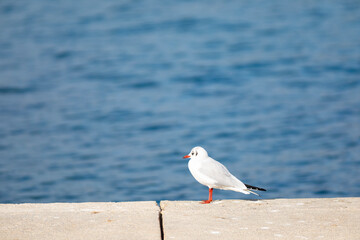 Gaviota reidora​ (Chroicocephalus ridibundus) en un puerto de mar