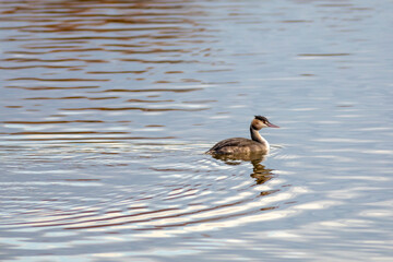 Somormujo lavanco (Podiceps cristatus) solitario nadando en un lago al amanecer