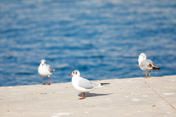 Tres (3) gaviotas reidoras​ (Chroicocephalus ridibundus) en un puerto de mar
