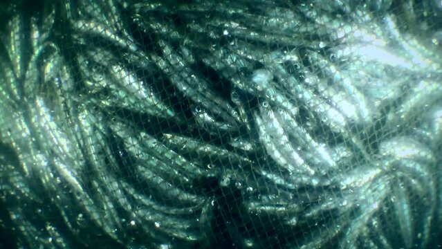 Fish inside a commercial fishing net: the net rises to the surface, the anchovies inside rub against each other so much that they lose their scales, forming a translucent cloud around the net.