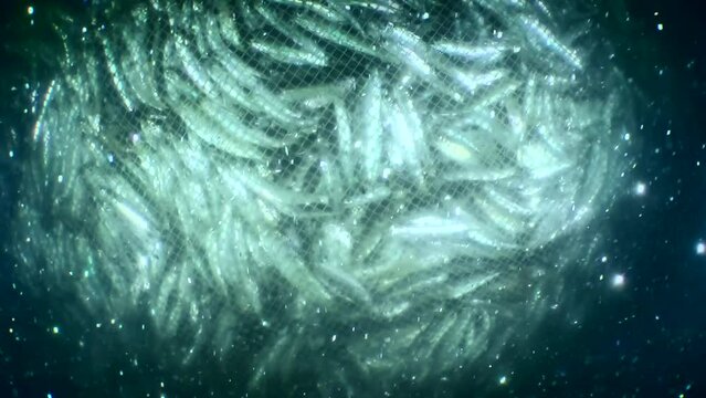 Fish inside a commercial fishing net, as fishermen lift the net to the surface, the anchovies inside rub so hard against each other that they shed their scales, forming a translucent cloud around net 