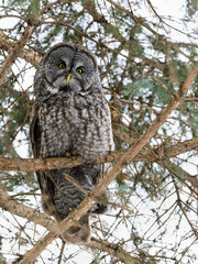 Great Gray Owl portrait on spruce tree branch