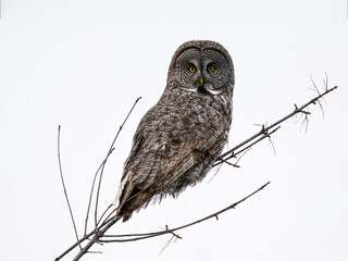 Great Gray Owl portrait on white background, isolated 