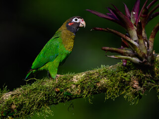 Brown-hooded Parrot portrait on mossy stick against dark green background