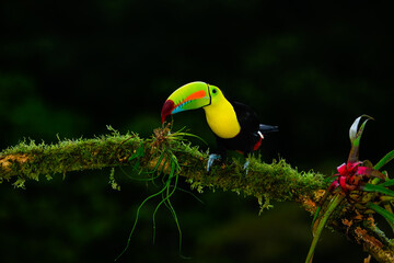 Keel-billed Toucan portrait on mossy stick against dark green background