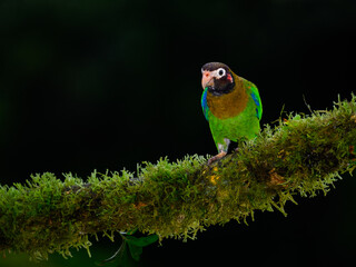 Brown-hooded Parrot portrait on mossy stick against dark green background