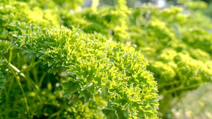 cultivation of yellow lettuce. Green lettuce grows in the garden on a Sunny summer day, copying the space. Natural food background, close-up