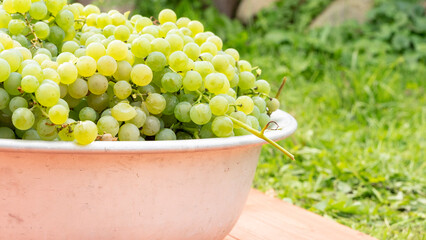 Harvested blue grapes in crates near vineyard in autumn