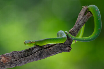 Naklejka premium A male wagler's temple pit viper Tropidolaemus wagleri hanging on a branch with defensive pose using bokeh background 