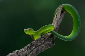 A male wagler's temple pit viper Tropidolaemus wagleri hanging on a branch with defensive pose using bokeh background 